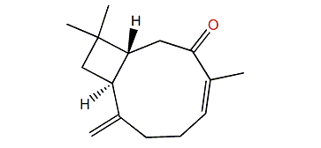 Buddledin D